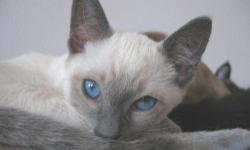 Blue eyed Siamese kittens available FOR SALE. Male & female. Beautiful, sweet & loveable. Ready to go to their new homes. Call for colors available.
CALL FOR PRICES AS I DO NOT GIVE PRICES VIA EMAILS. Thank you.
Calls preferred 386-748-8973
WE ARE LOCATED