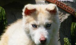 male siberian husky, blue eyes, ckc,color is sable /white. 5 months old