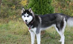 1 1/2 yr. old Black & White Female Siberian Husky for Sale. Needs a good home w/lots of room to run. She is great w/people and gets along great w/other dogs.