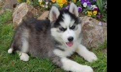 AKC Regiter Husky puppy for a lovely home now ready
Siberian Husky puppies 2 males, 2 females; blue eyes. prices 400, ready to go to new home in january 22-2014 . CASH ONLY. No refund. Hablamos EspaÃ±ol. text or call (928) 550-7562
9285507562