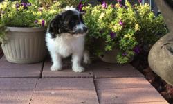 Hello! I'm Sidney, the sweet black and white female Papipoo! I was born on June 4, 2016.. My moma is 15 lb Papillon&nbsp;and my papa is a 10 lb mini poodle.They're asking&nbsp;$495.00&nbsp;for me! I'll come home with you shots and worming to date! I can