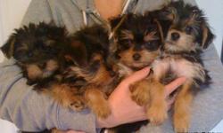 Silky Haired Terrier Puppies, we have both parents with their papers.
The puppies have had their first set of shots, have been de-wormed, their 10 weeks old, 2 girls and 2 boys, need a loving home with the understanding of a small in-door dog. Please call