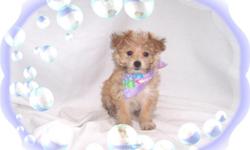 This baby girl is a doll. She is so tiny and cute. She is full of love. She is ready for a new family to love. She Is a Silky Terrier and Maltese mix-"Silkese".She is micro chipped. She comes with her first series of shots, wormings and a Vet Health