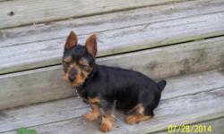 4 1/2 month old male Silky Terrier, all shots, house broken, black and tan with accessories.