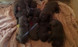 We had a litter of 7 puppies on October 18, 2014 of 4 boys and 3 girls and will be ready to go home beginning November 29, 2014. Both parents to the litter are our pets and are very loving. These puppies will be large. Both parents are 80+ pounds. Puppies