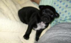 Chihuahua/Mix Puppy. black with a white chest. He will be very small, between 6-12lbs as an adult. Raised with other pets and children so he will be great in any new family. Already started potty training. Very smart! I have more pictures upon request.