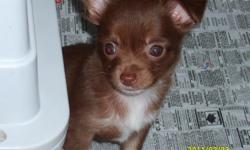 11 week old ckc small chocolate/white longhair male chi. pup-should mature at 4-5lbs.-small with nice apple head-very playful & outgoing-comes with ckc reg. papers, toy, food, puppy kits, & health records(deworming dates & utd shots)-located between
