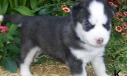 smiling cute Siberian husky puppies for adoption available now.text us at -- for more details and pics.