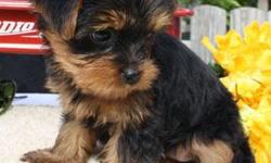 The perfect companion puppies. These delightful puppies are the best of both worlds - Yorkie and Schnauzer! Full grown they will be about 6-9 pounds. They have been raised by our family, are very social, have been litter trained and taught basic commands.