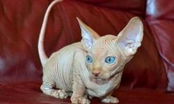 AKC M/F Lovely sphynx kitten ...Only Text us at 608-501-0389
for more info and pics.Thanks
&nbsp;