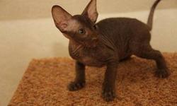 AKC M/F Lovely sphynx kitten ...Only Text us at 608-501-0389 for more info and pics.Thanks