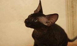 AKC M/F Lovely sphynx kitten ...Only Text us at 608-501-0389
for more info and pics.Thanks