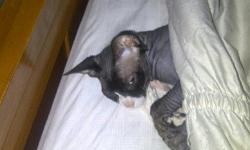 My female blue Sphynx female is expecting July 26, 2013 >> If you wish to go on a list please contact me at 631-942-2022