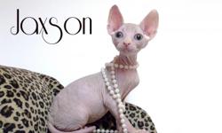 I have a couple of sphynx kittens. I have both males and females. I have a calico girl, a blue girl and a black tortie. I also have a blue male. They are Cfa and tica registered. They do come with a complete health certificate. You can get as a pet or