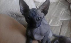 Sphynx kittens for sale
Two Black Males
One Red Female
Completely Bold
Loving
Playful
Raised with other cats and dogs
TICA Papers
Please Contract me at
(951)665-3665
Incase of no answer, Please leave your name and number and the reason why you are