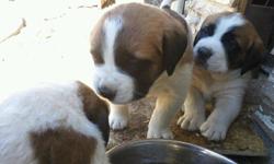 Adorable St. Bernard puppies. We have 4 boys and 3 girls. They are 8 weeks old and have had their shots. They all have beautiful markings and are ready for a new home.