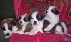 Gorgeous family raised St. Bernard pups. 2 Male 2 Female. Pure bred non papered. Will be ready to go 4-11-2011 will have first shots and have been de-wormed. Beautiful markings. Beautiful personalities. Mother on site. Pictures of sire available. Most