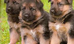 The puppies are very friendly with great outgoing temperaments They are up to date on all their shots and have been dewormed. They leave for their new home with AKC registration papers, The puppies are just beautiful and will make a great addition to your