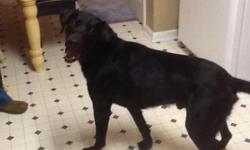 Beautiful Pure bred black lab with AKC certification. Full pedigree and vet records upon request. All X-rays show no signs of hip displaysia and he his in perfect health!