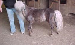 RFM King Tuts Ransome. He is 32.750'' high. Foaled July 10, 1996. Gray with mixed mane & tail.
STUD SERVICE AVAILABLE : $200.00