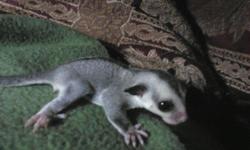 We breed Classic Grey, White Face Blonde and Mosaic some have Leu het and Creme-Ino het. We are located in Columbus, WI. All of their lineage is listed on TPG database.
http://twilightgliders.weebly.com/
Current Joeys:
Name: Twilight Glider's Yoda
RE4