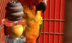 Beautiful Hanfed and Very Tamed Red Factor Sun Conure Babies available. $325 Each, Please contact --.