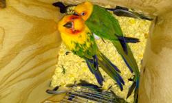 Two birds&nbsp;4 sale as a pair - one sun conure&nbsp;& one jenday conure - WITH EGGS. Also included is a 6ft tall 4 ft wide bird cage with an attached nesting box for the eggs. E-mail me if you would like additional pics.