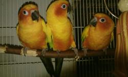 Hi and thanks for looking! need a male sun conure to pair with your female?
Two mature males, extra large and deep,deep orange -ready to pair up and make eggs.
$275 ea - They are a little more expensive because they are DNA males and old enough to breed -