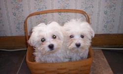 We have two adorable and very sociable puppies to fill in the empty gab in the home,they are very healthy and all vaccinated,they have been raised from home and are very clean and calm personalities.they are currently 4months and will remain small indoor