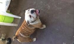 susieQ is a beautiful englishbull dog AKC, PAPER WORK,shes has had a litter, she is 2 yrs old shes is very funny and fun to be around, i can keep her due to land lord, please text mike at 818-802-4604 great for breeders or a great family dog.....