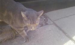 Sweet grey male cat with faint stripes found in vicinity of Melrose Diner in South Philly; he couldn't be more friendly and affectionate. No collar but clearly not feral; rather someone's pet that "got away" - maybe yours?