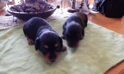 Sweet black and tan Dachshunds miniature with long hair, ready to leave in 3 weeks, you make make payments on them until you can&nbsp;come and get them.
There are only two left. They will be vet checked, and have their health&nbsp;certificates as well to