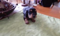 Two puppies left e black and tan miniature long hair will be ready to leave in 4 weeks. They will have their first set of shots and wormed. They will be vet hecked and have their health ertificate to go with them. They are CKC REG. There are only 2 left,
