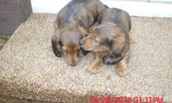 MALES ONLY. They are very sweet. They are 8 weeks old, have been vet checked and have a signed health certificate from my Vet. They are wormed and have their first set of shots and have their dewclaws removed as well. They are Choc. and Tan with black