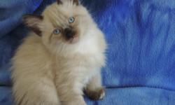 3 male kittens looking for their forever home. Very playful.&nbsp; Long fur. Dad has some ragdoll in his background.
Litter trained. Raised with free run of the house around dogs and other cats. 1st vacinations.&nbsp; Born June 10, 2013.
&nbsp;
