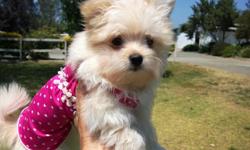 Beautiful female MaltiPom Puppy.&nbsp;&nbsp; She is so cute and cuddly with a super HUGE fluffy coat, and a loving , playful personality.&nbsp; You are sure to fall in love. The Maltipom is a loving, loyal, intelligent and playful dog. Mom is a