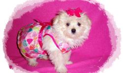 Beautiful female MaltiPom Puppy.&nbsp;&nbsp; She is so cute and cuddly with a super HUGE fluffy coat, and a loving , playful personality.&nbsp; You are sure to fall in love. The Maltipom is a loving, loyal, intelligent and playful dog. Mom is a