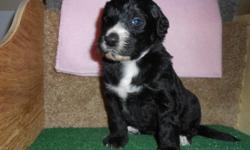 Want to snuggle with me tonight? If so, then bring me home with you! Hi There! I'm Talya! The adorable Female Bernadoodle! I'm a designer breed between a Standard Poodle and Bernese Mountain Dog. I'm just too cute! I was born on February 27th,2015! Many