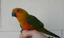 Three baby jenday conure parrot babies - hatched on 10/7, 10/8, 10/9. Handfeeding now and will be ready just in time to be an extra special Christmas treat.
The babies are extremely well socialized to people, children, dogs, cats, goats, horse, and car