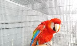 We have 2 Scarlet Macaw -Babies available. They are hand fed and raised with lots of love and TLC, around children and a variety of household pets, making them well accustomed to life in a family environment. They are weaned onto a Zupreem pelleted diet,