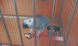 Beautiful, healthy and full feather, no plucking. Kind of shy at first but then what a talker with an exceptional vocabulary. Can be cage territorial if he chooses. He loves to sit on your shoulder and walk around with you giving kisses and talking. He