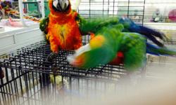 Latino LoveBirds, hand fed, tamed. $100, Quackers $375., ready now, hand fed, talking for sale, ready now Call Ron at 432-978-1942
