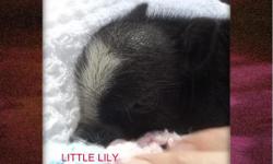 ADORABLE TEA CUP AND MICRO MINI PIGS!
Males and Females.
20-40lbs full grown!
All shots, Worming!
Hypo Alergenic, great family pets.
www.horsebowtique.com for pics and more information.