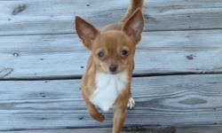 Male Chihuahua very affectionate loves to play. 1 1/2 years old, 3.2 lbs, current on all vaccinations. My name Is CUJO.
Call Teri 281-451-1836 or Dave 281-451-2901