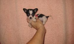 I have an adorable chuhuahua puppy for sale.
It is a girl and she will be about 2-3 pounds.
She is a calicoat black and white and very tiny.
She has had up to date shots and has been dewormed.
Housetrained and extremely playful.
For more details, call