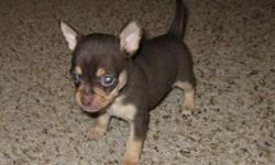 AKC male and female Teacup Chihuahua pups for sale. Raised in a family environment; ready to go to their forever homes. These pups should mature to about 3-4 pounds. Our puppies have been vet checked, tails docked, dewclaws removed, and they received