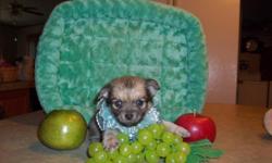 BEAUITFUL TEACUP CHIHUAHUAS.READY NOW LONG HAIR AND SHORT HAIR BORN JULY 27-2014 DAD IS 2.5 MOM IS 3.5&nbsp; GO TO carolynschihuahuas.webs.com TO SEE ALL LITTERS. SHOT WORMED HEALTH GAURANTEE PLEASE CALLS ONLY 434 713 8217
