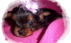Adorable Teacup Chorkie Puppy.&nbsp;&nbsp; Mom is a Chorkie, only 4 lbs and Dad is a purebred Yorkie only 3 lbs.&nbsp; Puppy is 1/4 Chihuahua and 3/4 Yorkie.&nbsp; Very sweet and playful, she has been raised in my living room, spoiled and