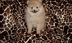 GORGOUS POMERMANIAN PUREBRED MALE,SOFT FLUFFY COAT, 2 SHOTS, 2 WORMINGS, POTTY TRAINING ON PAD, SOCIALIZED DAILY WITH FAMILY, GREAT TEMPERMENT, LUV TO CUDDLE AND PLAY, GREAT LAP BABY, SWEET AND PLAYFULL, READY NOW TO GO TO NEW HOME, 10WKS OLD, PUPPY COMES