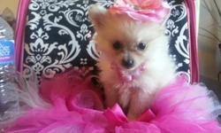 Incredibly sweet and spunky little Teacup Pomeranian Puppies. They are now 12 weeks old. They are charting to be 5 pounds full grown. Will have a fine silky coat white. First shot and dewormed. AKC registered parents. contact us for more info (212)